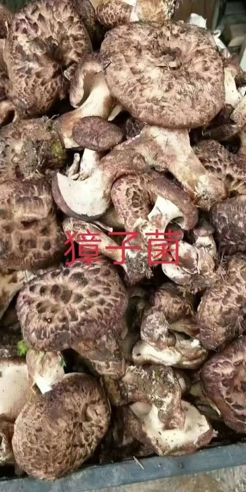 虎掌菌