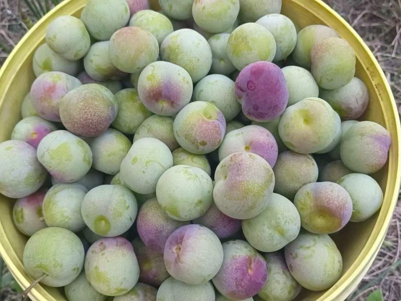 半边红李子大果