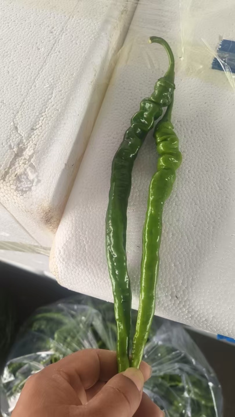 鲜辣椒
