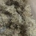 其它青树花42.5元/斤，黑树花35元/斤