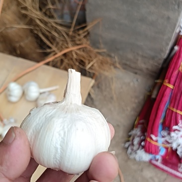 大蒜种子