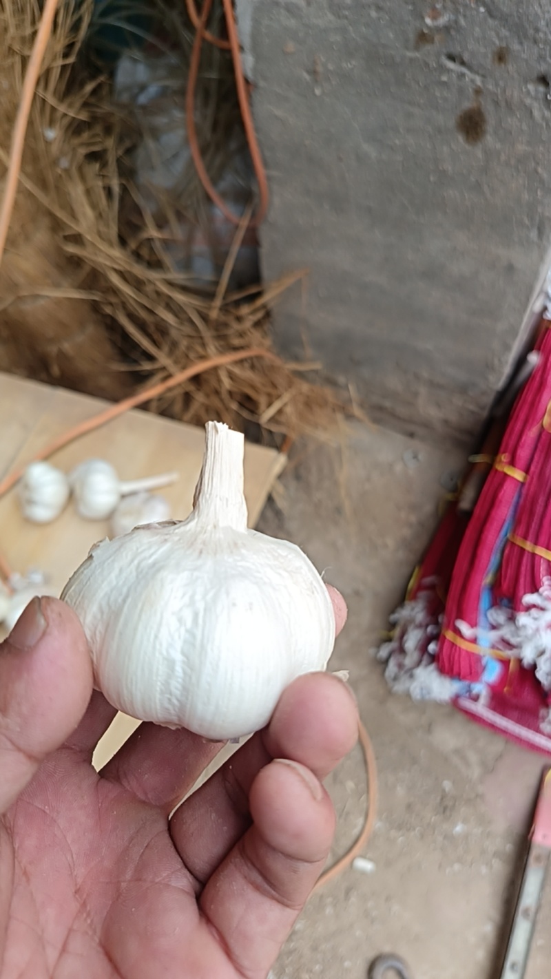 大蒜种子