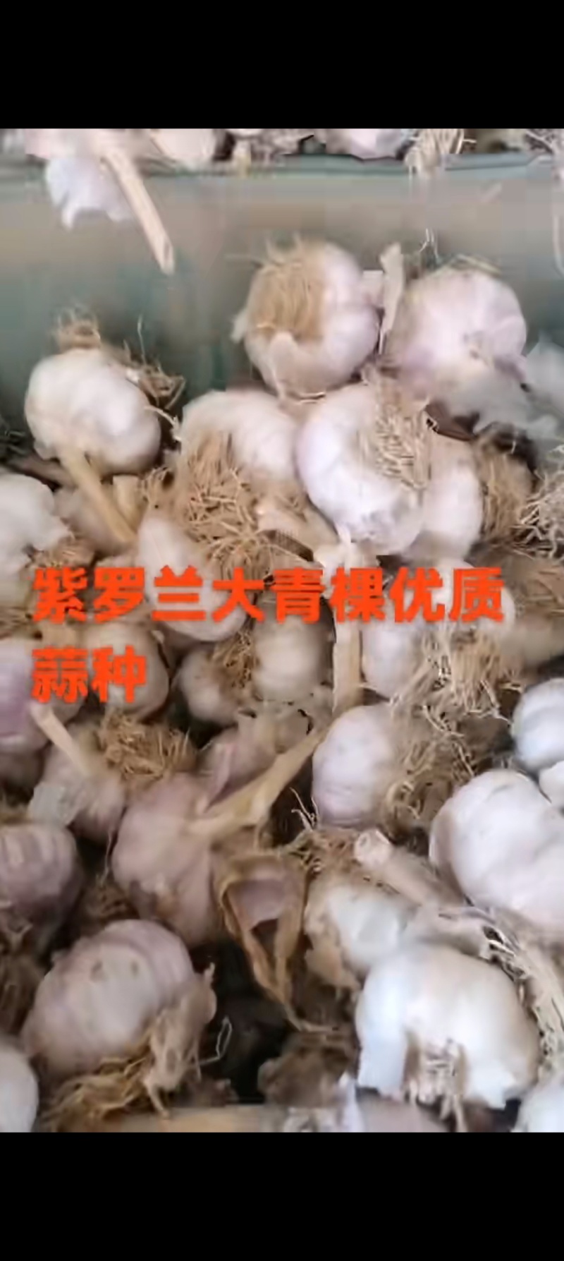 大蒜种子