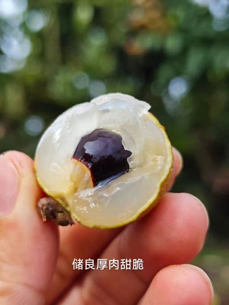 储良龙眼