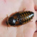 蟑螂1~1.5cm/1.5~2cm/2~2.5cm/2.