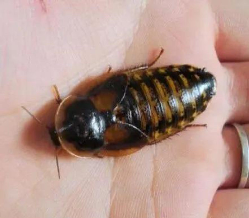 蟑螂1~1.5cm/1.5~2cm/2~2.5cm/2.