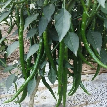 鲜辣椒