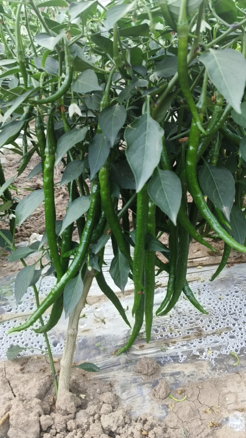 鲜辣椒甘肃二荆条辣椒产地一手货源，电联价格可谈，视频看货