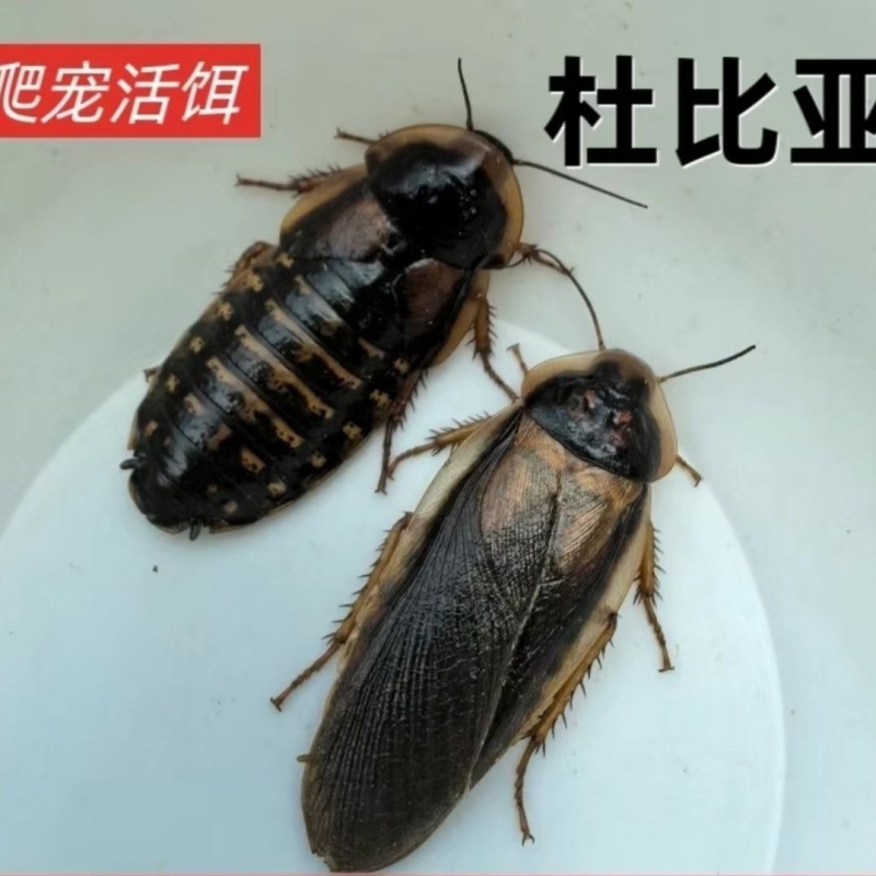 蟑螂1~1.5cm/1.5~2cm/2~2.5cm/2.