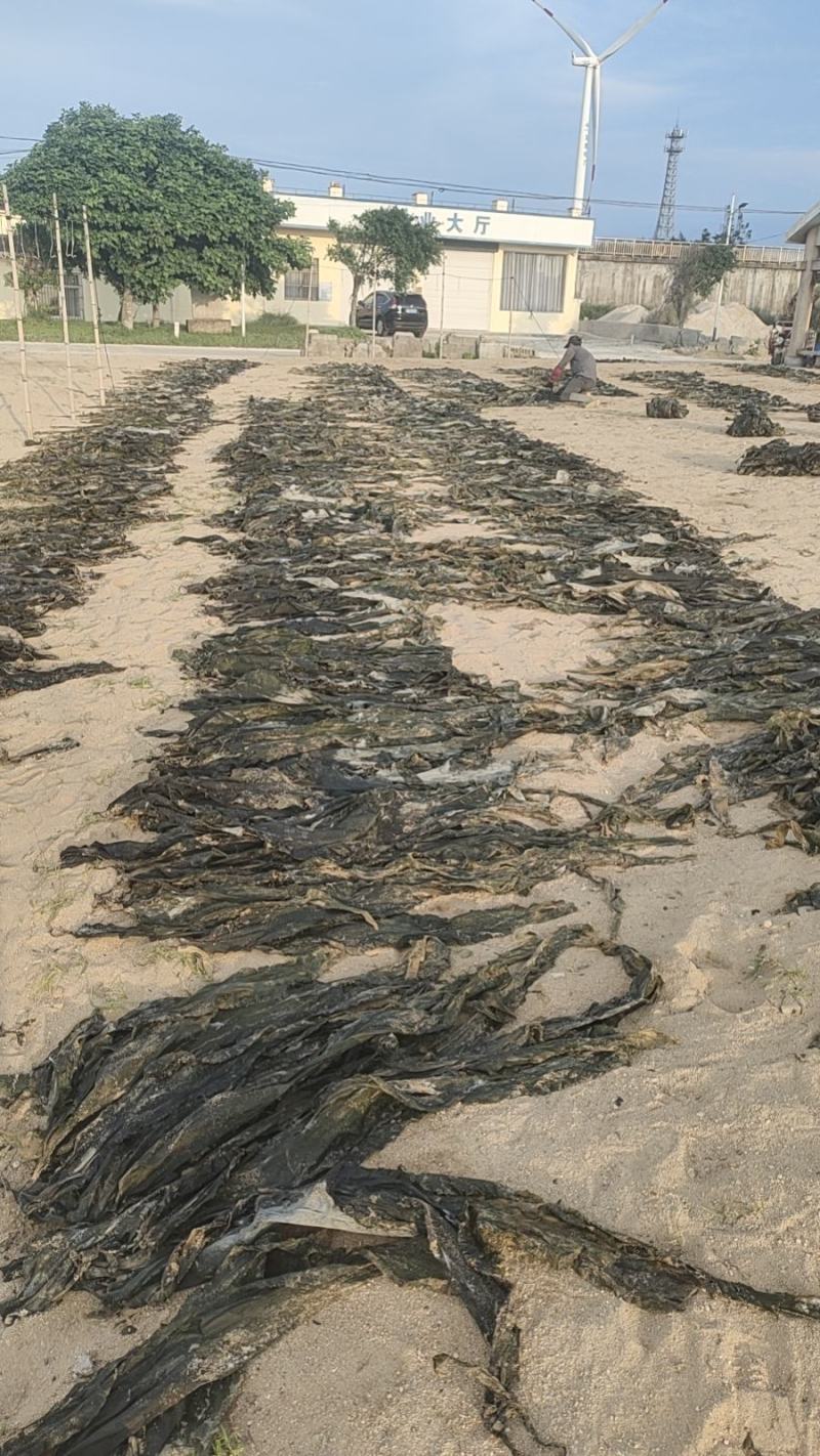 海带散海带
