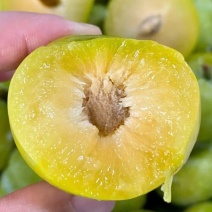 蜂糖李45mm起步