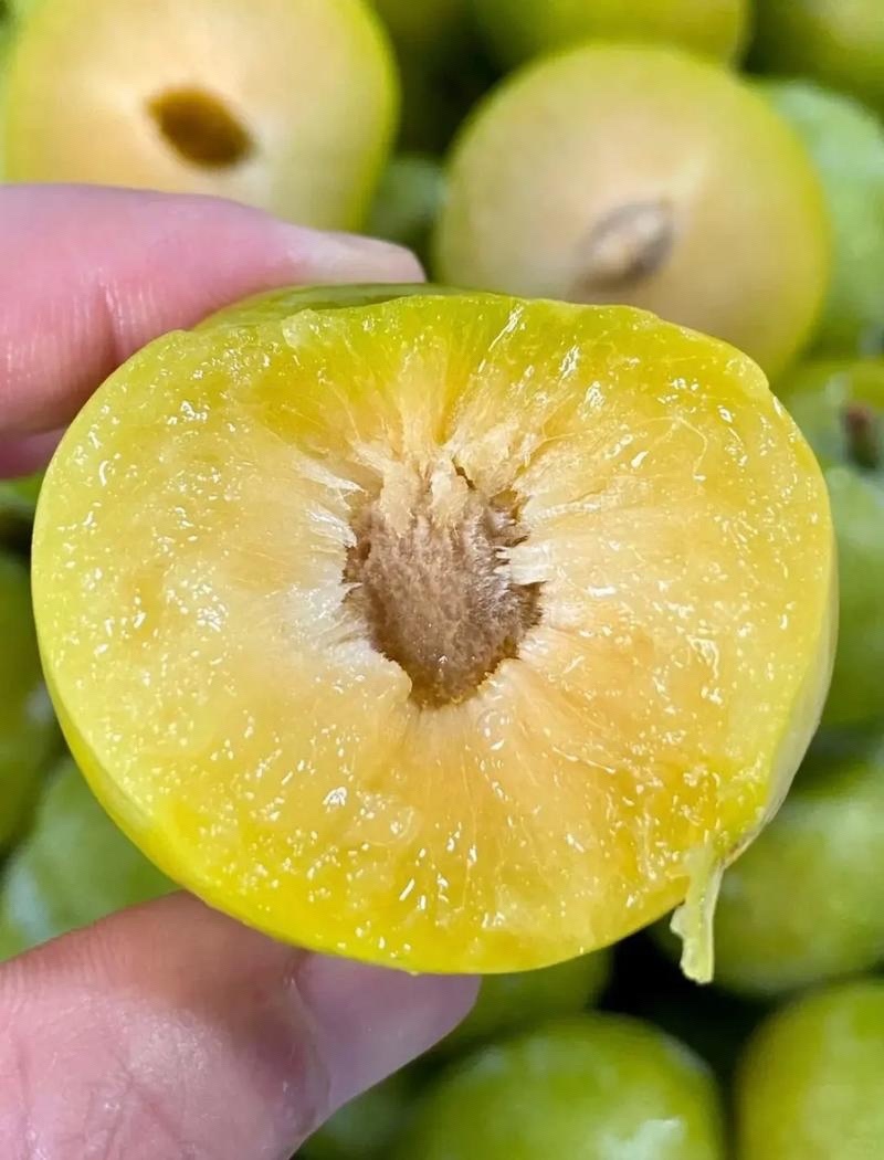 蜂糖李45mm起步