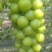 阳光玫瑰差一点的2.7元/斤（图1），一级货5.5-6元