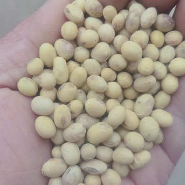大豆商品豆、肥料豆