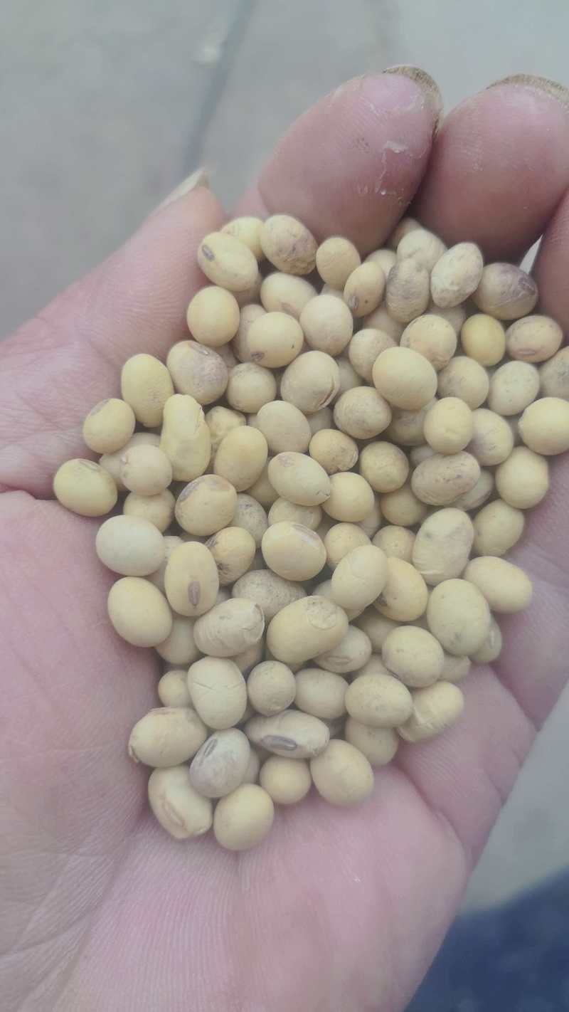 大豆商品豆、肥料豆