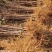 苹果苗100棵以上6元/棵，1000棵以上5元/棵