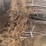 苹果苗100棵以上6元/棵，1000棵以上5元/棵