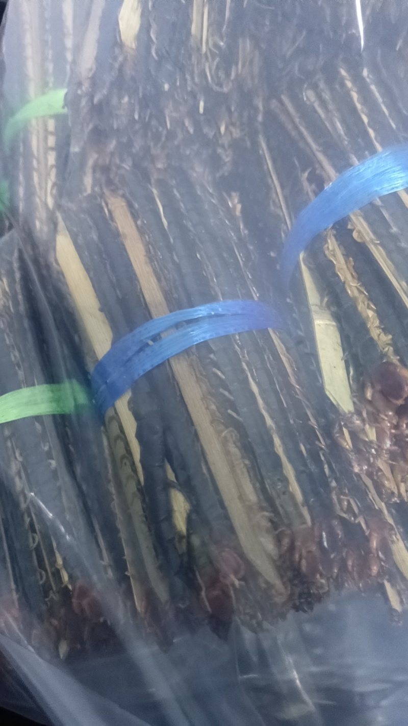 蜈蚣皮竹签货