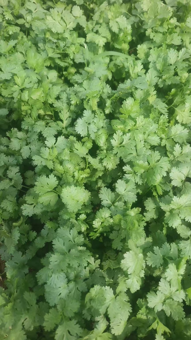香菜按斤走,带根大捆新鲜香菜