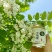 槐花蜜