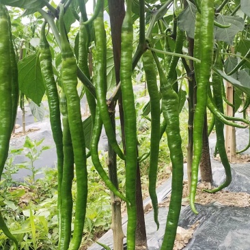 鲜辣椒