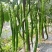 鲜辣椒