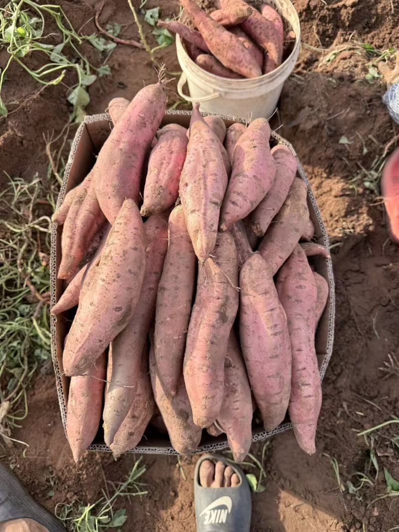红薯2-8两