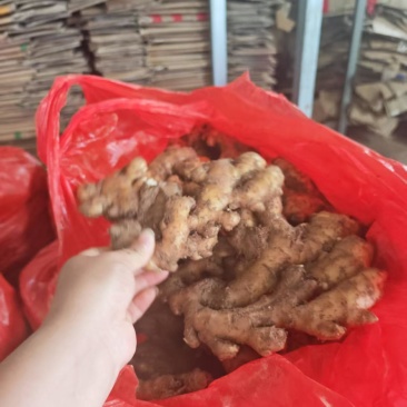 小黄姜小黄姜，1块3一斤