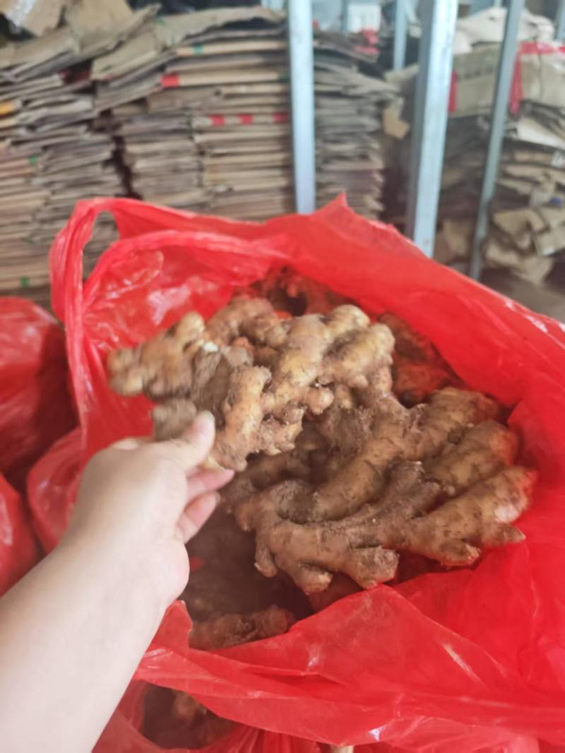 小黄姜小黄姜，1块3一斤