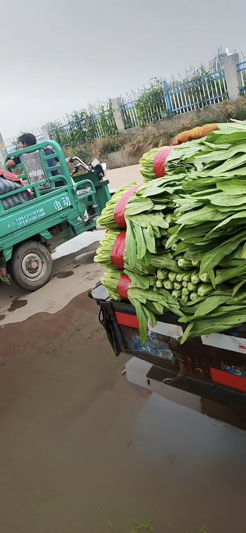 油麦菜新鲜油麦菜，红色带子捆扎