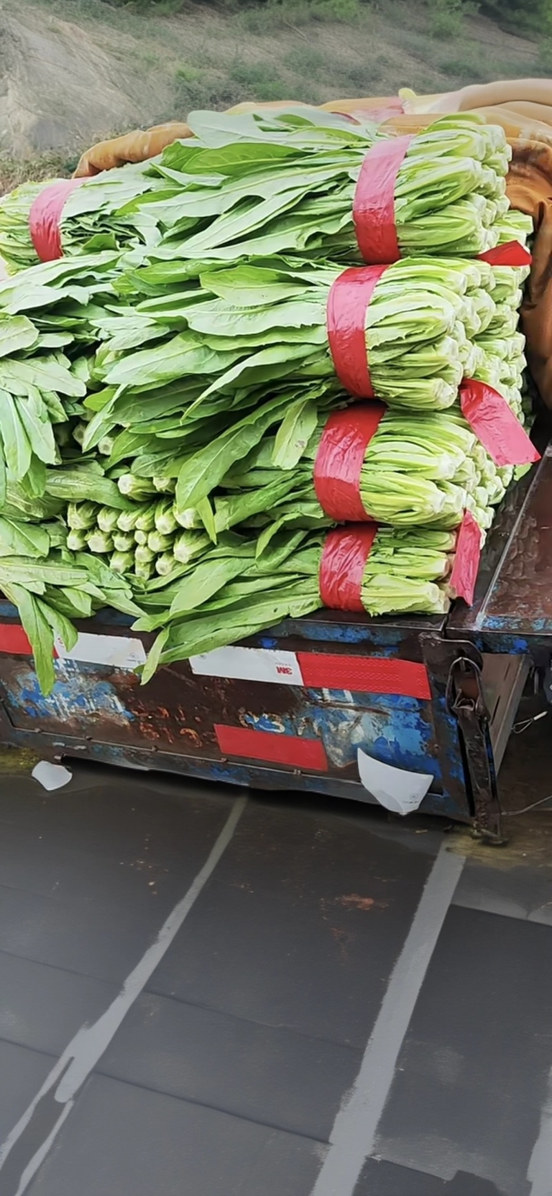 油麦菜新鲜油麦菜，红色带子捆扎