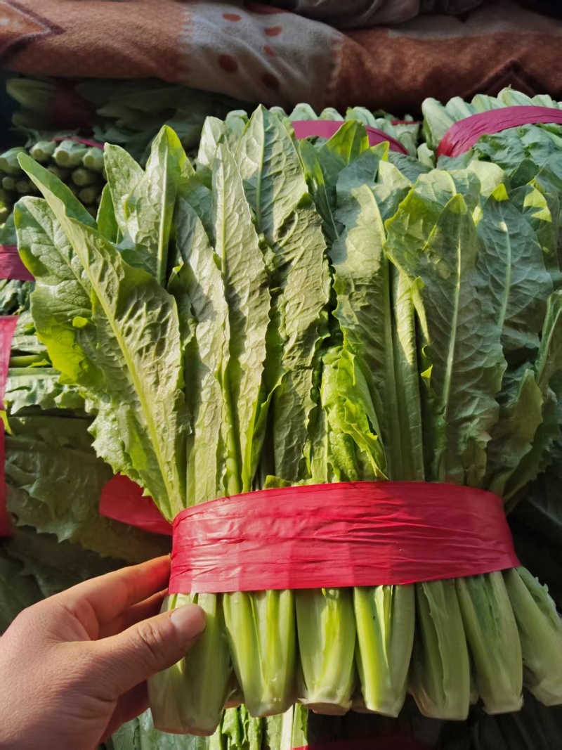 油麦菜新鲜油麦菜，红色带子捆扎