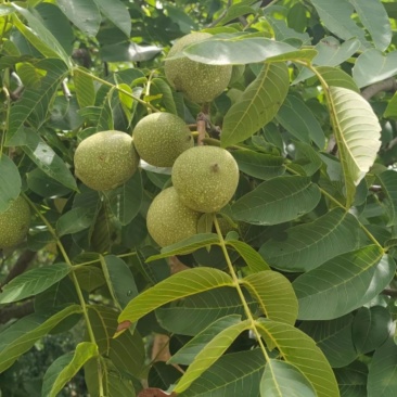 青皮核桃