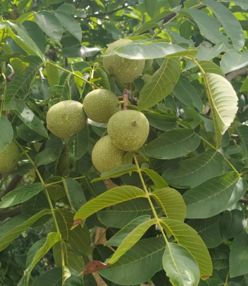 青皮核桃