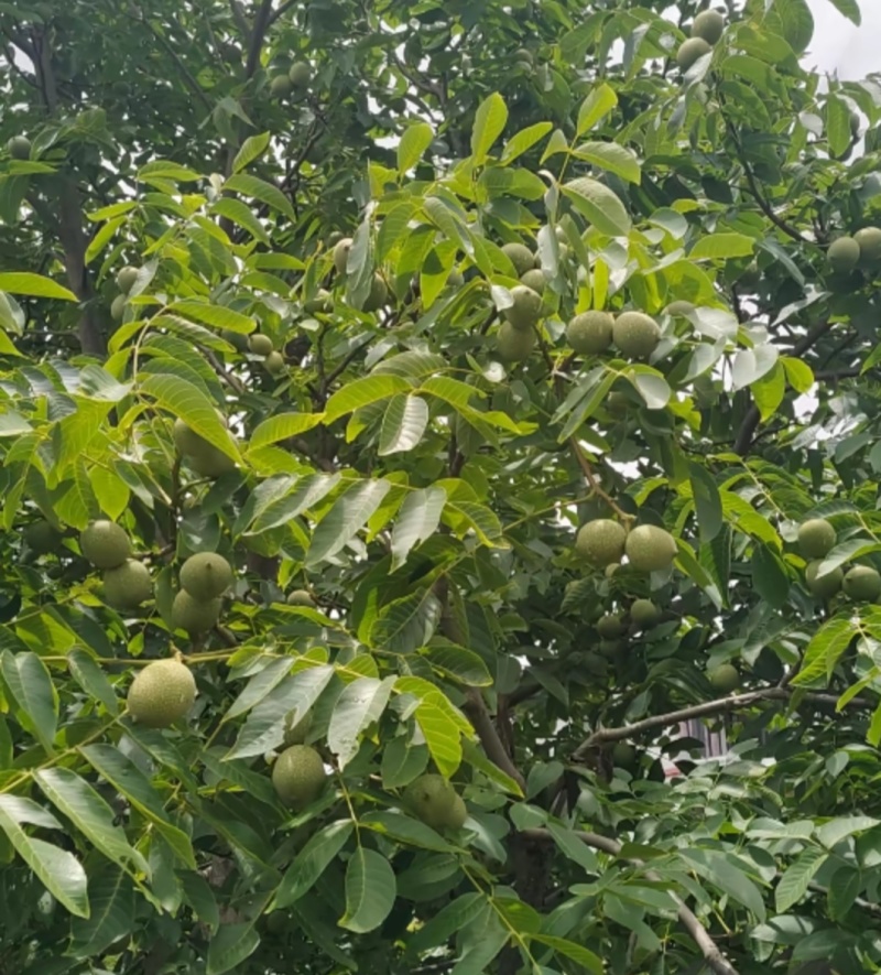 青皮核桃