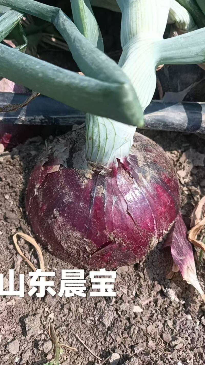 洋葱种子一袋300克