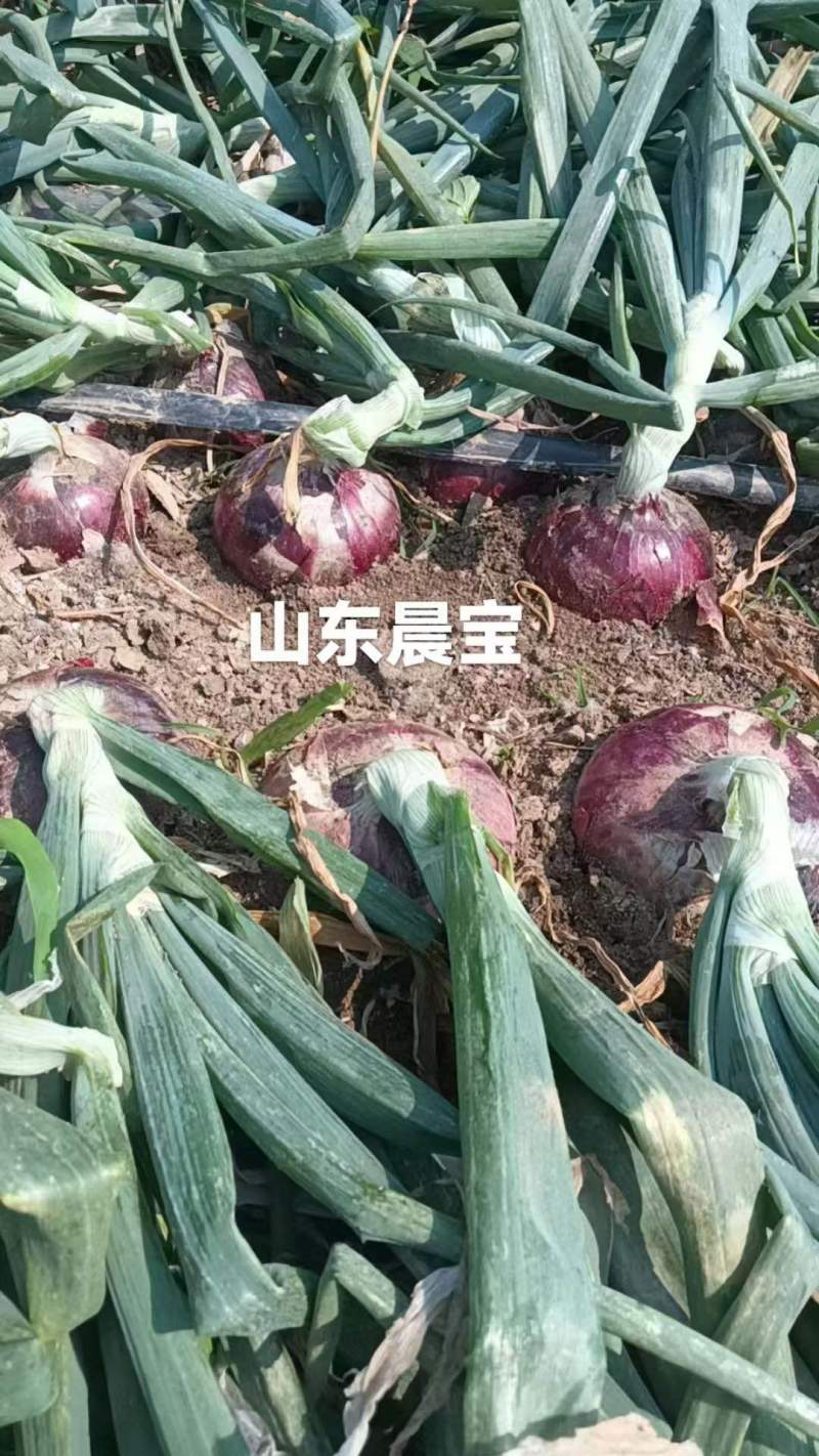 洋葱种子一袋300克