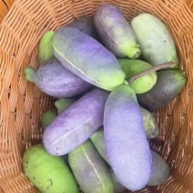 八月瓜通货