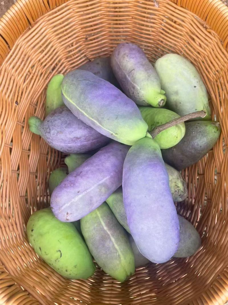 云南高山月瓜，一手货源产地直发没有中间商赚差价