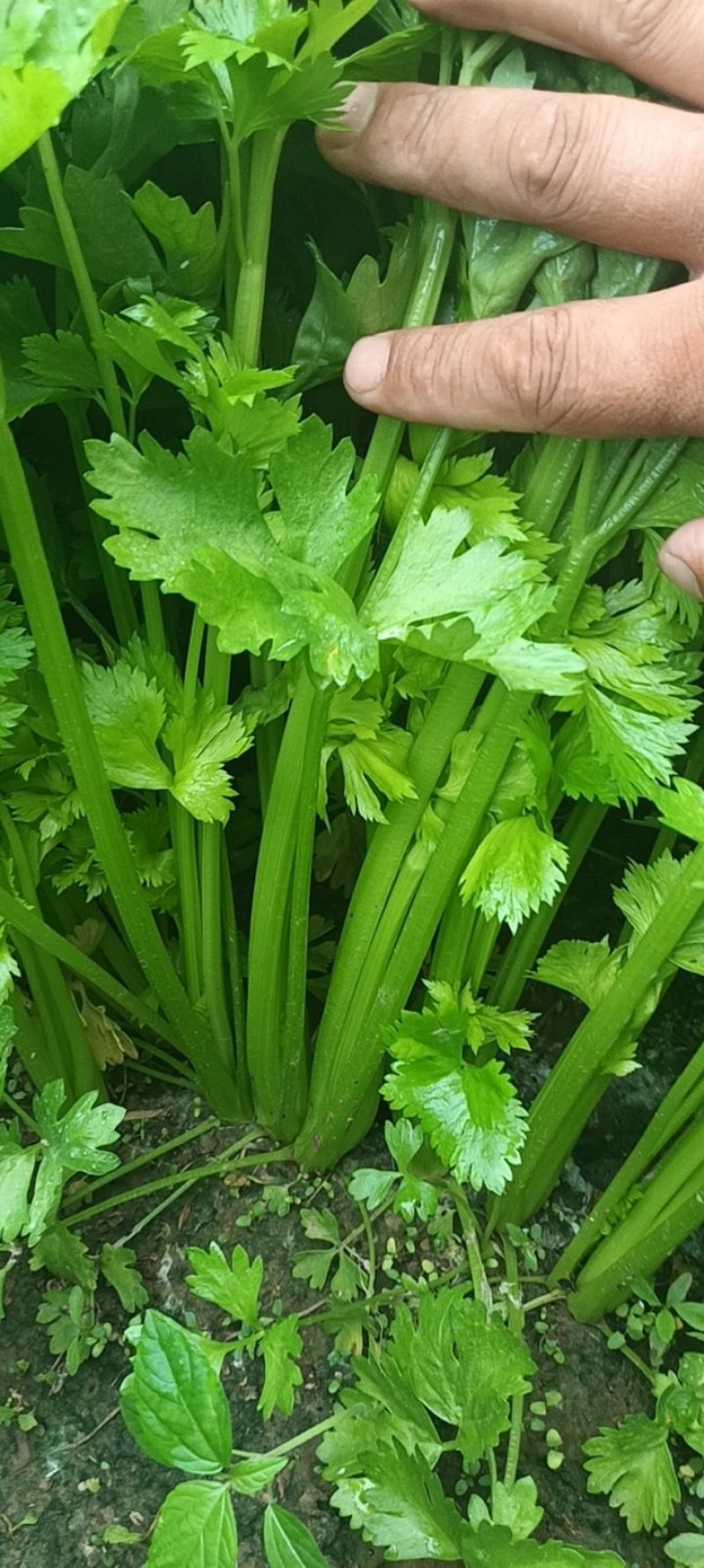 西芹中棵头茬