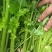 西芹中棵头茬