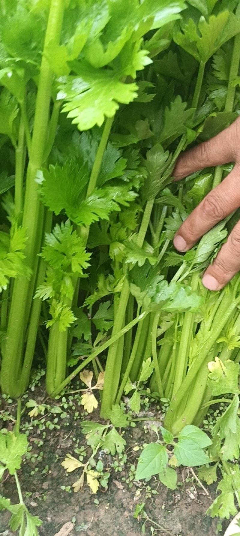 西芹中棵头茬