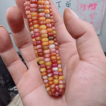 文玩玉米