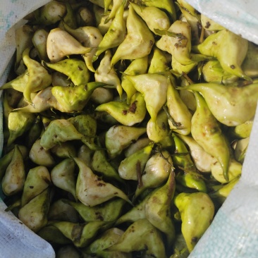 菱角