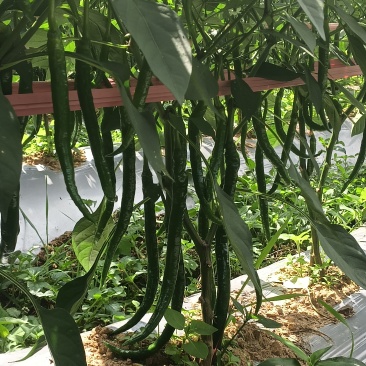 鲜辣椒袋子装，一袋50斤