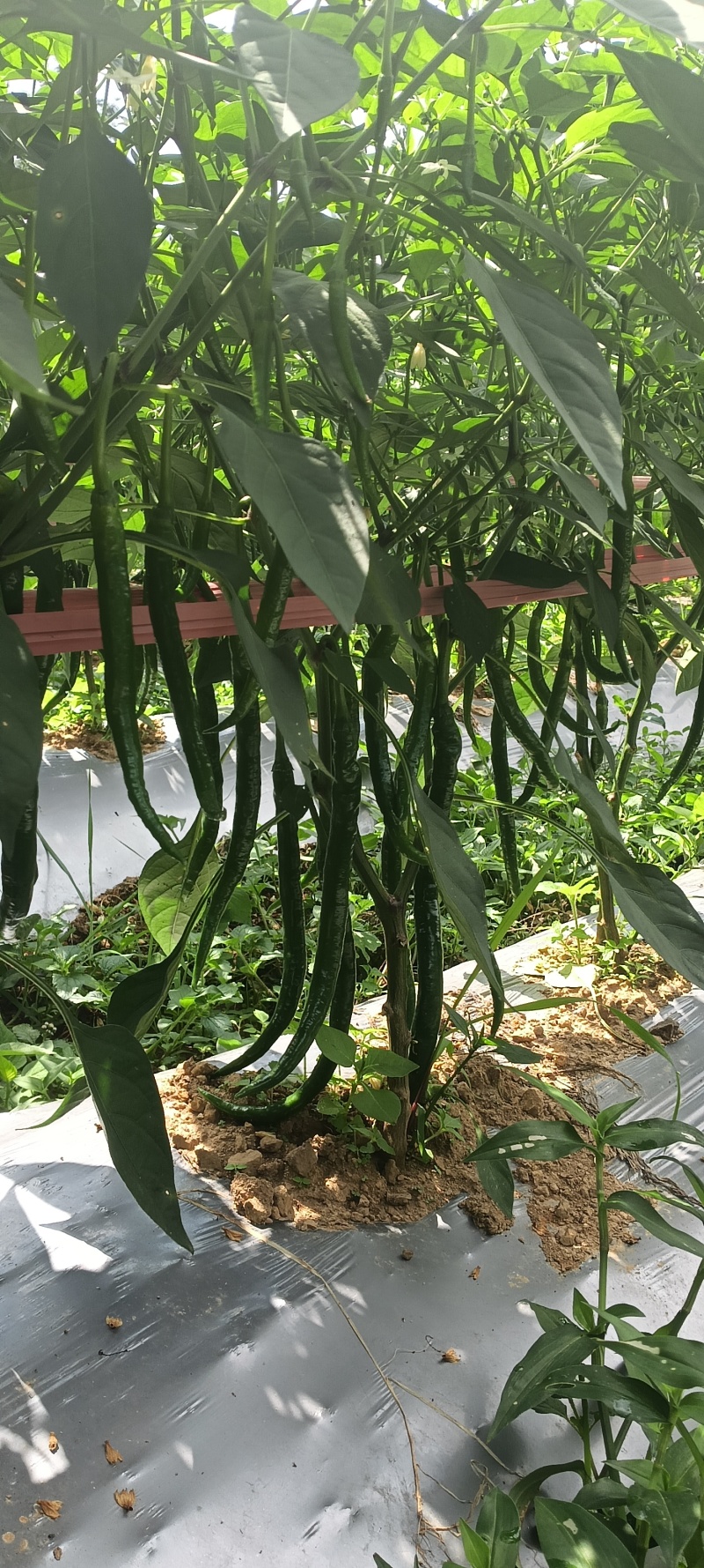 鲜辣椒袋子装，一袋50斤