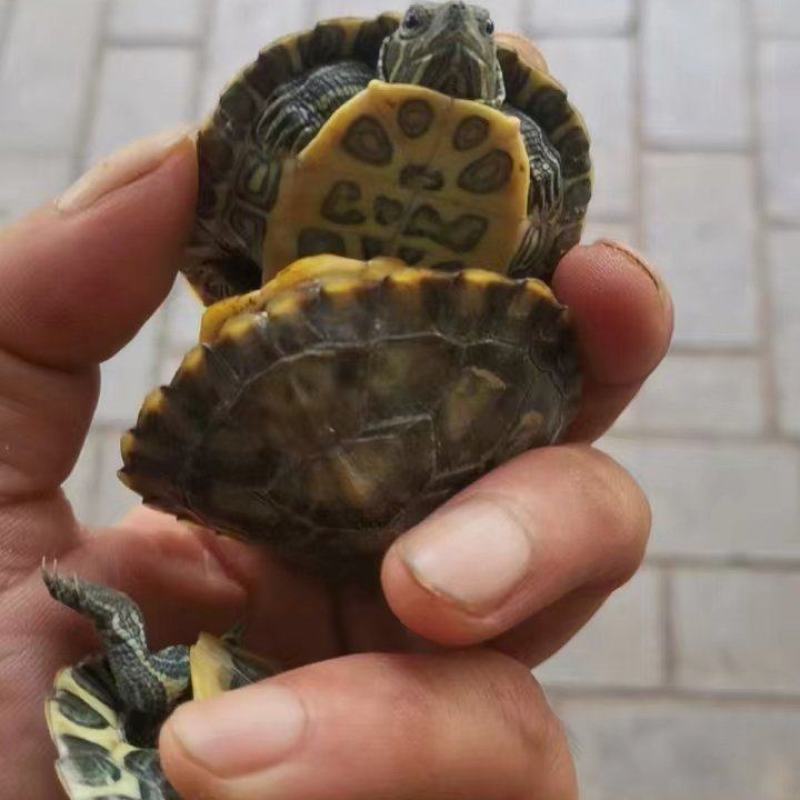 巴西龟1-2两