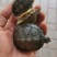 巴西龟1-2两