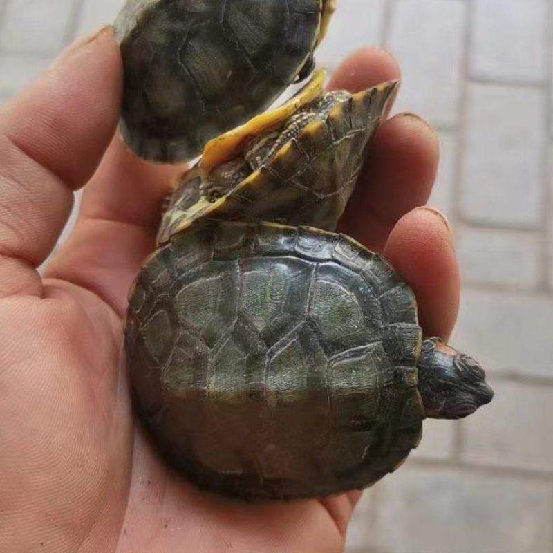 巴西龟1-2两
