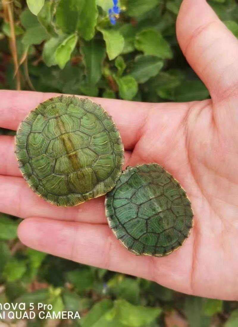 巴西龟1-2两